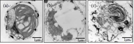 bwin·必赢(中国区)官方网站-officialswebsi